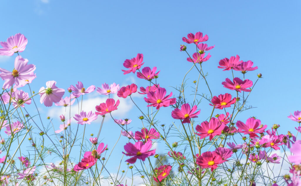 刷り込みの世の中